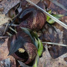 Sure Signs of Spring